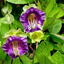 Purple Cathedral Bells (Cobaea Scandens) Climbing Seeds – Heirloom Non-GMO Organic Garden Seeds for Planting with High Germination