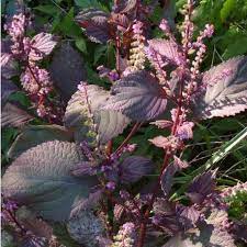 Wild Basil Beefsteak (Perilla) Seeds for Planting-Aromatic Herb and Flavorful Gardens 100 pcs