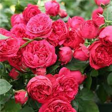 Red Light Pink Climbing Rose Flower Seeds for Planting 100 pcs