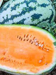 Orangeglo Watermelon Fruit Seeds for Planting - Sweet and Juicy Melons,Heirloom Seeds