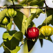 Red Eugenia Rhombea Fruit Seeds - Tropical Fruits for Your Garden  100 pcs