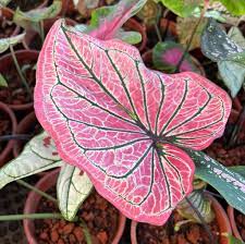 Light Pink Green Caladium Leaf Seeds – Heirloom Non-GMO High Germination Organic Garden Seeds for Planting