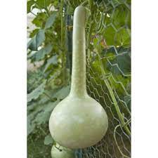 Long Siphon Gourd Seeds for Planting - 100 pcs