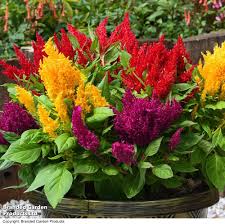 Celosia plumosa Flower Seeds for Planting – Heirloom & Non-GMO Vibrant Feathery Blooms for Containers, Borders & Summer Gardens