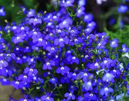 Blue Creeping Thyme Flower Seeds for Planting - 100 pcs