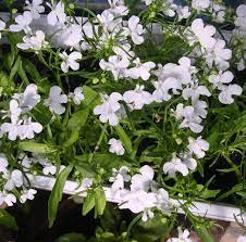 Lobelia Pendula White Lady Cascade Flower Seeds for Planting - 100 pcs