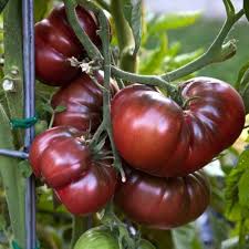 Black Krim Tomato Vegetable Seeds for Planting – 100 pcs