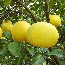 DAFFOODILS Pomelo Fruit Seeds for Planting - Grow Large and Tangy Citrus Fruits in Your Yard, Heirloom Seeds