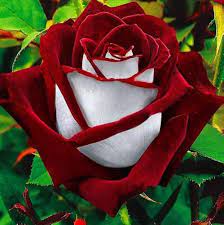 Rare Deep Red & White Osiria Ruby Rose Flower Seeds for Planting - 100 pcs