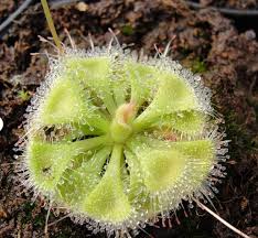 Green Sundew Clip Plant Seeds for Planting, 100 pcs