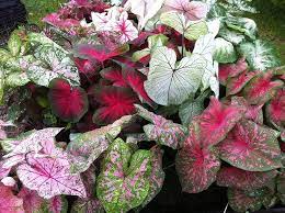 Caladium Teal Mix Blomsterfrø til udplantning - 100 stk