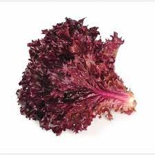 Red Lettuce Salad Bowl Seeds for Planting