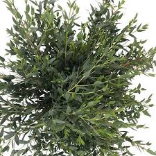 Green Eucalyptus Parvifolia Plant Seeds for Planting-Heirloom & Non-GMO Seeds for planting