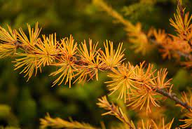 Orange Larch Plant Seeds for Planting - 100 pcs