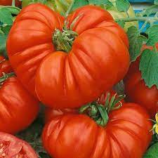 Beefsteak Tomatoes Seeds for Planting - 100 pcs