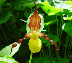 Cypripedium calceolus or Yellow Lady’s Slipper Flower Seeds for Planting - Heirloom & Non-GMO Garden Seeds