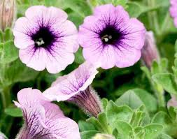White Violet Petunia Flower Seeds for Planting - Heirloom, NON-GMO, Easy to Grow Garden Blooms