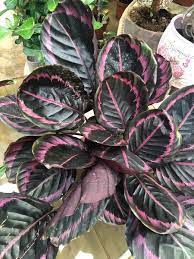 Sort Calathea Plantning Frø til Have 100 stk