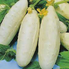 Cucumber Redlands Long White Vegetable Seeds for Planting – Heirloom, Non-GMO, High Germination Garden Seeds