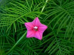 Pink Vinca Art Cypresfrø eller Creeper-blomsterfrø til plantning - 100 stk.