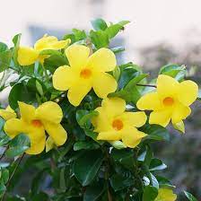 Heirloom Yellow Mandevilla Sanderi Flower Seeds for Planting - GMO Frees, Ideal for Home Garden