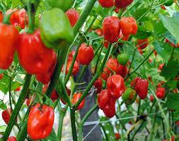 Aji Dulce Red Pepper Vegetable Seeds for Planting heirloom & Non-GMO Seeds