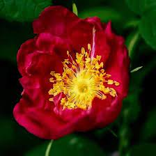 Red Rugrose Rose Flower Planting Seeds for Garden 100 pcs