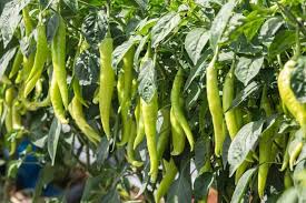 Hot Pepper Seeds for Planting, 100 pcs