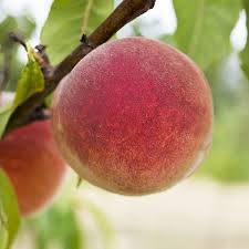 Babcock Peach Fruit Seeds for Planting - Juicy and Sweet Yellow-Red Fruits for Home Garden, Heirloom Seeds