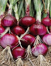 Onion Vegetable Seeds for Planting - 100 pcs