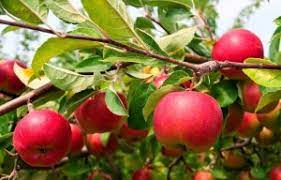 Japanese Fuji Apple Fruit Seeds for Planting - Growing Crisp, Sweet Apples in Your Garden