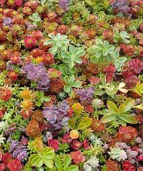 Heirloom Non-GMO Mixed Sedum Flower Seeds for Planting – Colorful Ground Cover Blooming Seeds