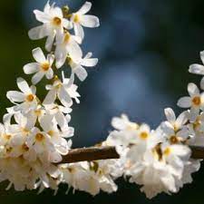 Hvid Forsythia - Abeliophyllum distichum blomsterfrø til plantning - 100 stk.