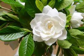 CAPE JASMINE Jasminiodes Fragrant White Shrub Flower Seeds for Planting, 100 pcs