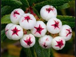 White Gaultheria hispida (Snow Berry) – (Australia & Tasmania)Fruit Seeds for Planting - Hardy, Vibrant Berries for Landscapes