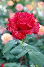 Fragrant Red Rose Flower Planting Seeds for Garden 100 pcs