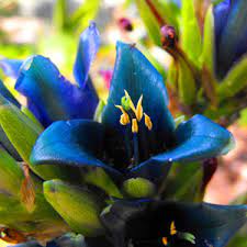 Blue Puya Alpestris Flower Seeds for Planting - 100 pcs