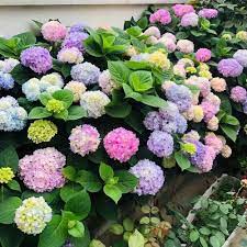 Mixed Hydrangea Flower Seeds for Garden Planting - 100 pcs