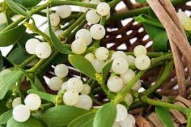 Oak Mistletoe Fruit Seeds - Ideal for Growers Looking for Unusual Plants  100 pcs