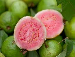 Ruby Supreme  Guava Fruit Seeds for Planting - Planting Sweet Guava Trees, Heirloom Seeds