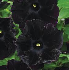 Black Cat Petunia Seeds for Planting - Heirloom, NON-GMO Flower Seeds - Perfect for Garden Blooms