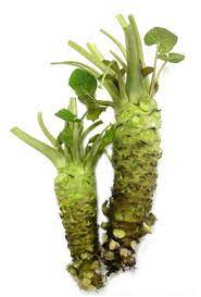 Sawa Wasabi Seeds for Planting - Heirloom & Non-GMO Garden Seeds for Home Garden