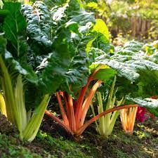 Swiss Chard Rainbow Seeds – Heirloom, High Yield, Colorful Leafy Greens