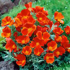 California Poppy Heirloom Blomsterfrø Ikke-GMO