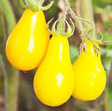 Yellow Pear Tomato Seeds for Planting heirloom & Non-GMO Seeds