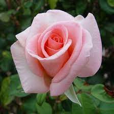 Light Pale Pink Climbing Rose Flower Seeds for Planting - 100 pcs