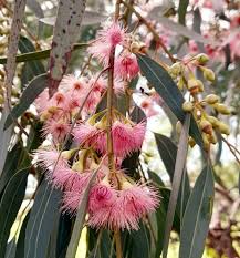 Pink Eucalyptus Sideroxylon plantefrø – Elegant træ til haver 100 stk.