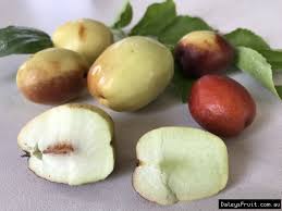 Silverhill Jujube Fruit Seeds for Planting - Growing Sweet Jujube Trees  for Beautiful Home Garden, GMO Free Seeds