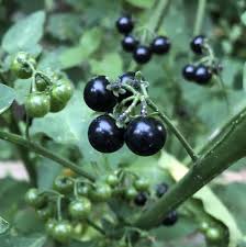 Black Huckleberry Fruit Seeds for Planting - Plant for Tangy and Unique Berry Harvests, Heirloom Seeds