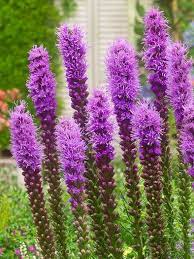 Lavender Liatris Flower Seeds for Planting 100 pcs